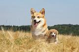 CORGI PEMBROKE 707
